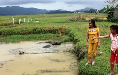 Cô bé đang chăn trâu cứu thoát 2 em nhỏ chới với giữa dòng nước