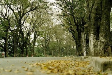 Dự báo thời tiết ngày mai 10/11: Bắc Bộ đêm và sáng trời lạnh 