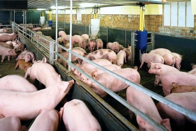 Tây Ninh: Chặn đường tiêu thụ 500 con lợn có chất tạo nạc