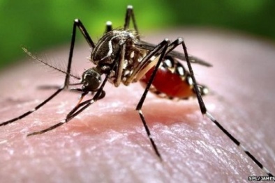 Tạo bẫy vi khuẩn gây hôi chân để tiêu diệt muỗi