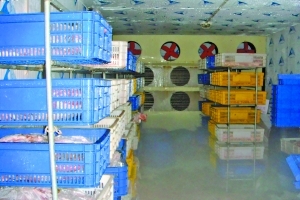 Trung Quốc thu giữ hàng tấn thịt lợn chết sắp ra thị trường