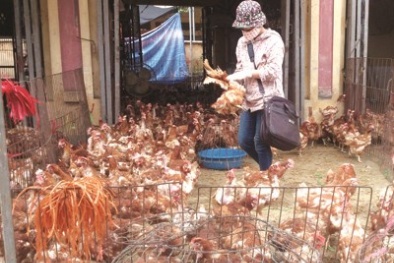  Gà thải loại từ Trung Quốc sắp tràn về Việt Nam? 