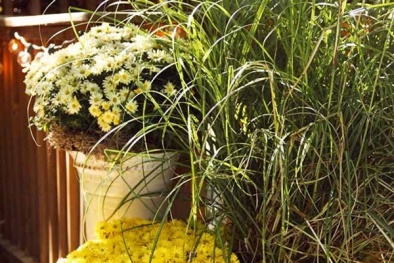 Học cách trồng hoa cúc tại nhà cho mùa đông thêm ấm áp