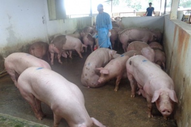 Đề xuất tiêu hủy đàn heo dùng chất cấm