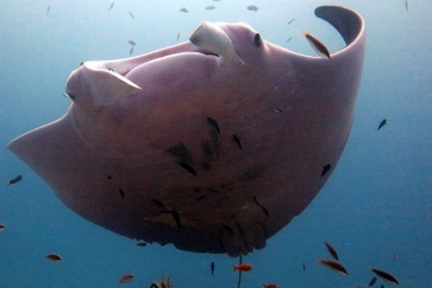 Phát hiện cá đuối màu hồng cực lạ ở Úc