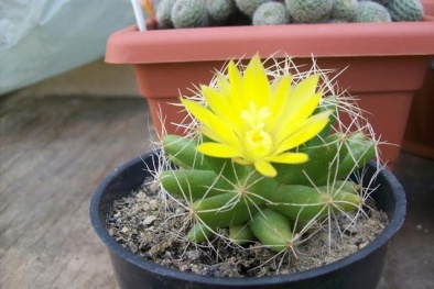 Trồng xương rồng để bàn hút bức xạ độc hại từ máy tính