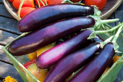 Mùa đông xen canh cà tím cho vườn rau năng suất tối đa