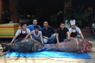 Đại gia Sài Thành sắp thưởng thức cặp cá hô khủng 240kg
