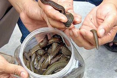 Đỉa sống, đỉa sấy khô thi nhau làm ‘thần dược’ 