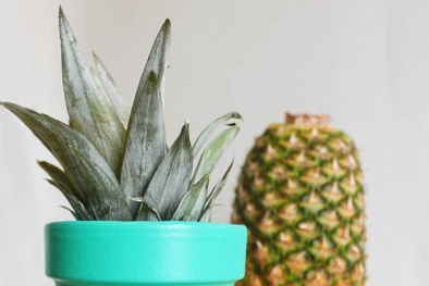 Học cách trồng dứa vừa làm cảnh, vừa lấy quả tại nhà 