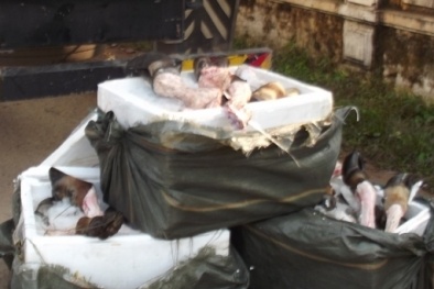 Ngăn chặn nửa tấn chân bò thối chuẩn bị lên bàn ăn