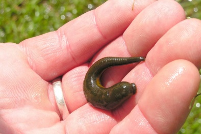 Thực hư tác dụng chữa bệnh 'kì diệu' của đỉa