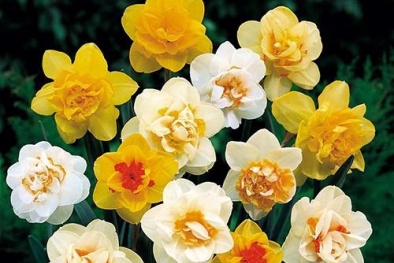 Chị em rộn ràng trồng hoa thủy tiên tuyệt đẹp đón Tết