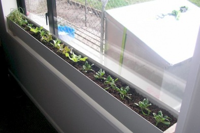 Học cách trồng rau trong hộp dễ dàng, tiện lợi suốt mùa đông
