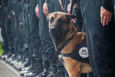 Chú chó nghiệp vụ hy sinh khi dò tìm thuốc nổ của những kẻ khủng bố ở Paris