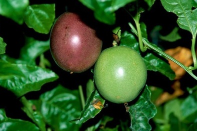 Nhà phố học cách trồng chanh leo vừa mát nhà, vừa sai trĩu quả