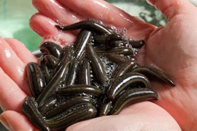 Buôn đỉa hút máu: Lời đồn đáng sợ chưa được giải