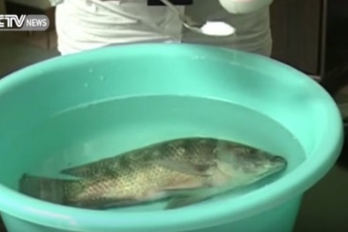 Hoang mang vì chất bột làm cá sắp chết hồi sinh bơi lội khỏe mạnh