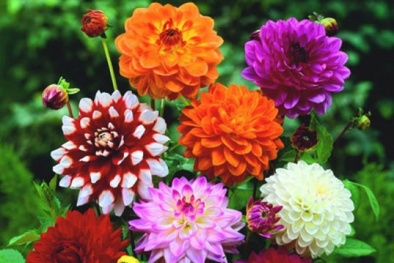 Mê mẩn trồng hoa thược dược nhiều màu cho nhà thêm xinh