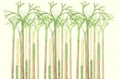 Bất ngờ với rừng cây hóa thạch 380 triệu năm tuổi ở Na Uy