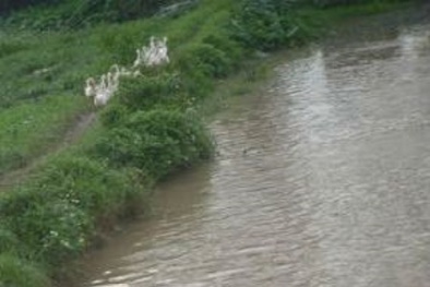 Thanh Hóa: Bàng hoàng phát hiện con trai 3 tuổi chết đuối dưới mương 