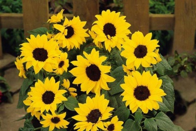 Học cách trồng hoa hướng dương tại nhà đẹp vạn người mê