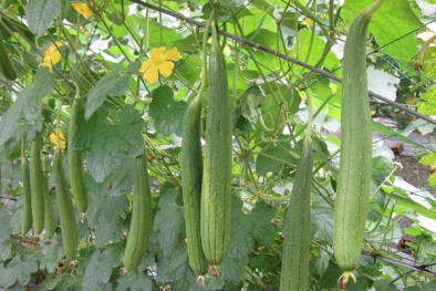 Bật mí kỹ thuật trồng mướp hương cho nhà phố quả ăn quanh năm