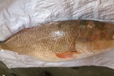 Ngư dân câu được cá sủ vàng nửa tỷ, xã cử công an đến bảo vệ