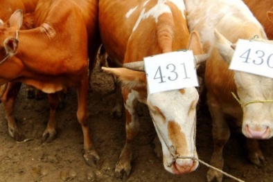 Trung Quốc nuôi tham vọng đứng đầu thế giới về nhân bản động vật