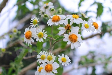 Đà Lạt lần đầu tiên có hoa dã quỳ trắng 