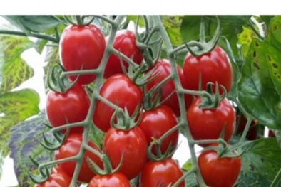 Kỹ thuật trồng cà chua cherry quả đỏ lựng, sai trĩu cành