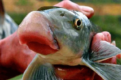 Những loại cá đắt như vàng biến ngư dân thành tỷ phú