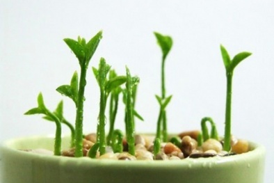 Học cách trồng chanh bằng hạt đơn giản thư giãn cuối tuần 