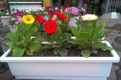 Học cách trồng hoa đồng tiền nở đẹp mĩ miều đúng dịp Tết