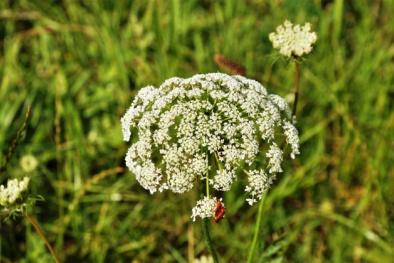 Những cách tránh thai kỳ quặc, buồn cười, rùng rợn của người xưa