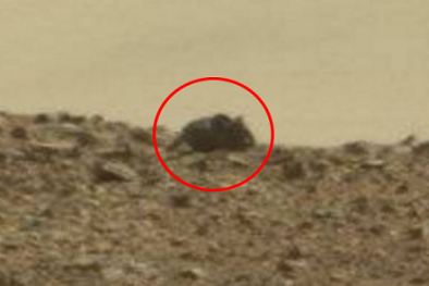 Dư luận 'dậy sóng' vì hình ảnh chuột khổng lồ ngồi trên sao Hỏa