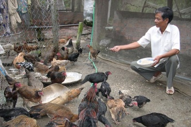 Cảnh báo chăn nuôi dùng thuốc tân dược