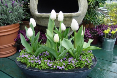 Trồng hoa tulip trong nước cực đơn giản cho nhà thêm lung linh