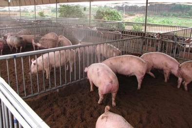 Thịt lợn sạch nhờ sử dụng thức ăn sinh học từ thảo mộc