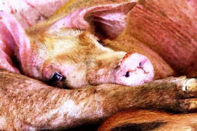 Rùng mình phát hiện 100 con heo bệnh nằm xếp lớp trong lò mổ