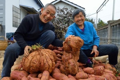 Kỳ lạ củ khoai lang nặng bằng đứa trẻ của đôi vợ chồng già