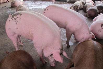 Vì sao Trung Quốc lùng sục mua heo siêu mỡ?