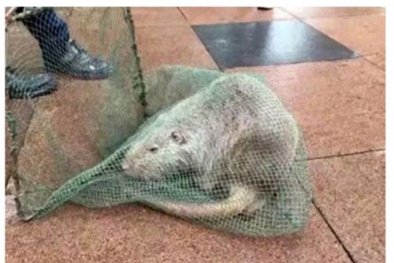 Hãi hùng chuột khủng dài 1m, nặng 10kg ở Trung Quốc