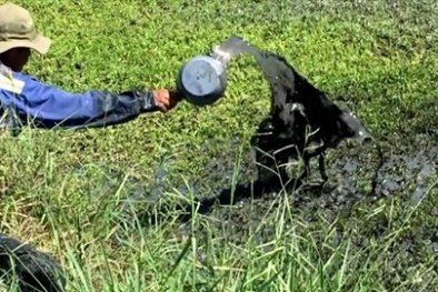 Thực hư việc tưới ruộng rau bằng nhớt thải ở TP.HCM