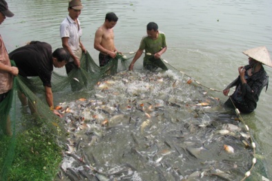 Bắc Giang: Nâng cao năng suất chất lượng giống thủy sản
