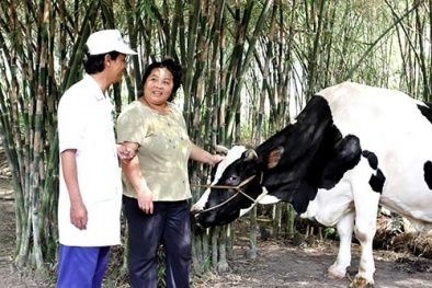 Vinamilk cam kết thu mua sữa nguyên liệu với giá không đổi