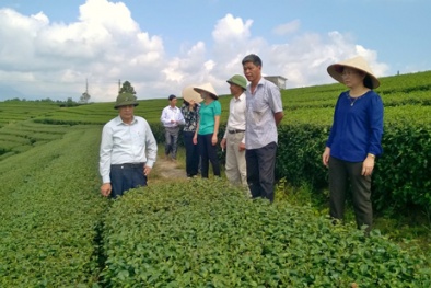 Năng cao năng suất chất lượng sản phẩm chè huyện Hải Hà-Quảng Ninh