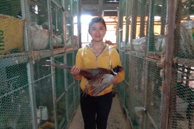 Đăk Lăk: Bí quyết nuôi chim trĩ cho năng suất chất lượng cao