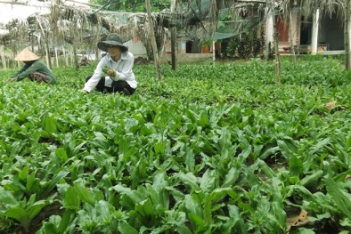 Hà Tĩnh: Cẩm Yên Hà Tĩnh trồng mùi tàu theo hướng hàng hóa cho năng suất cao