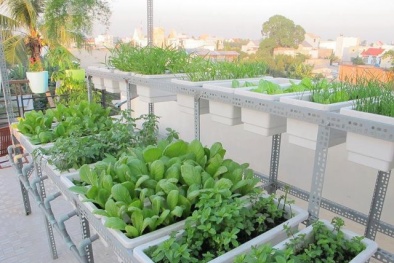 Tuyệt chiêu trồng rau trong thùng xốp sạch sẽ, lớn nhanh như thổi